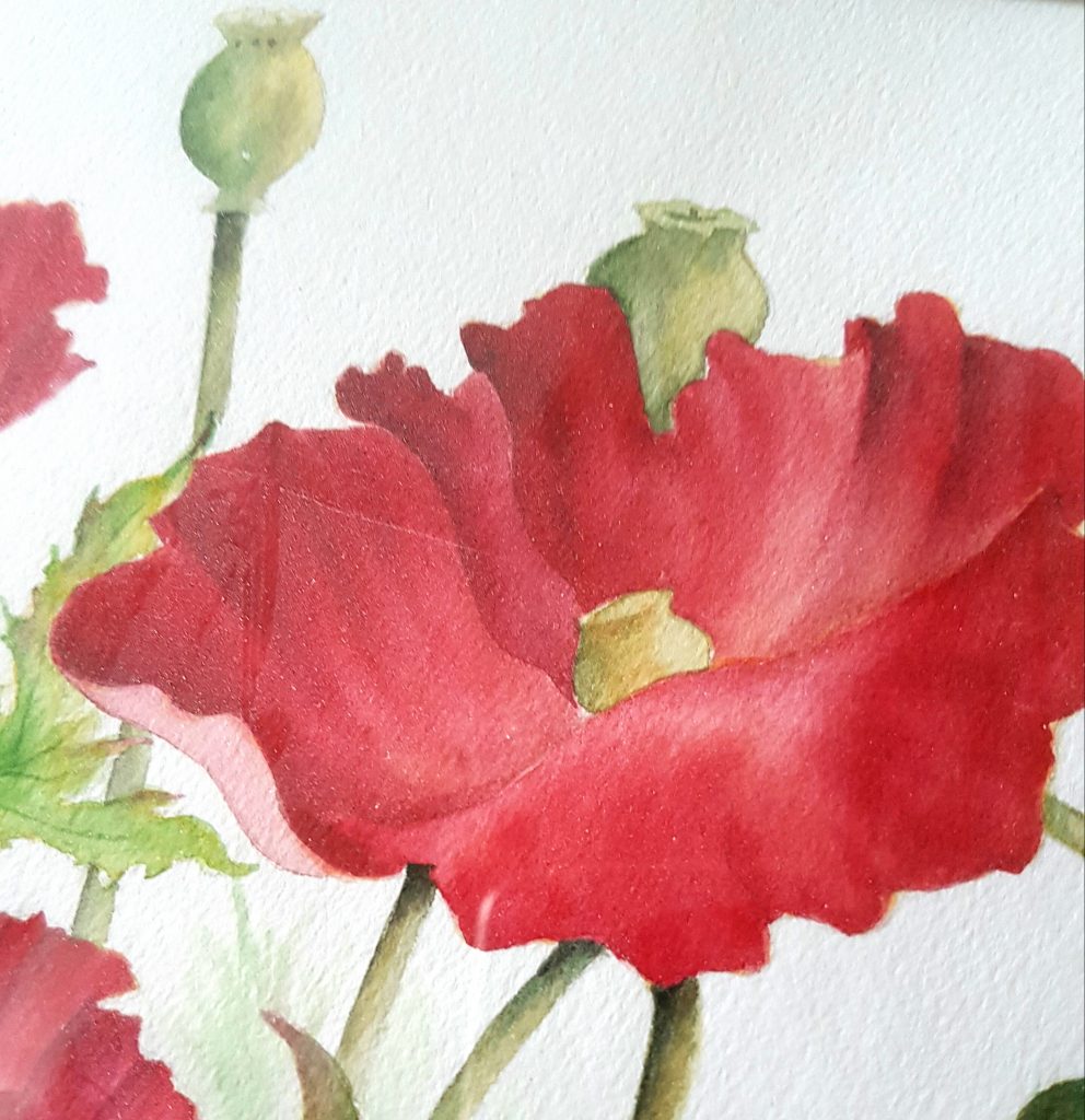 Watercolor Poppies by Betty Hung - close up #1